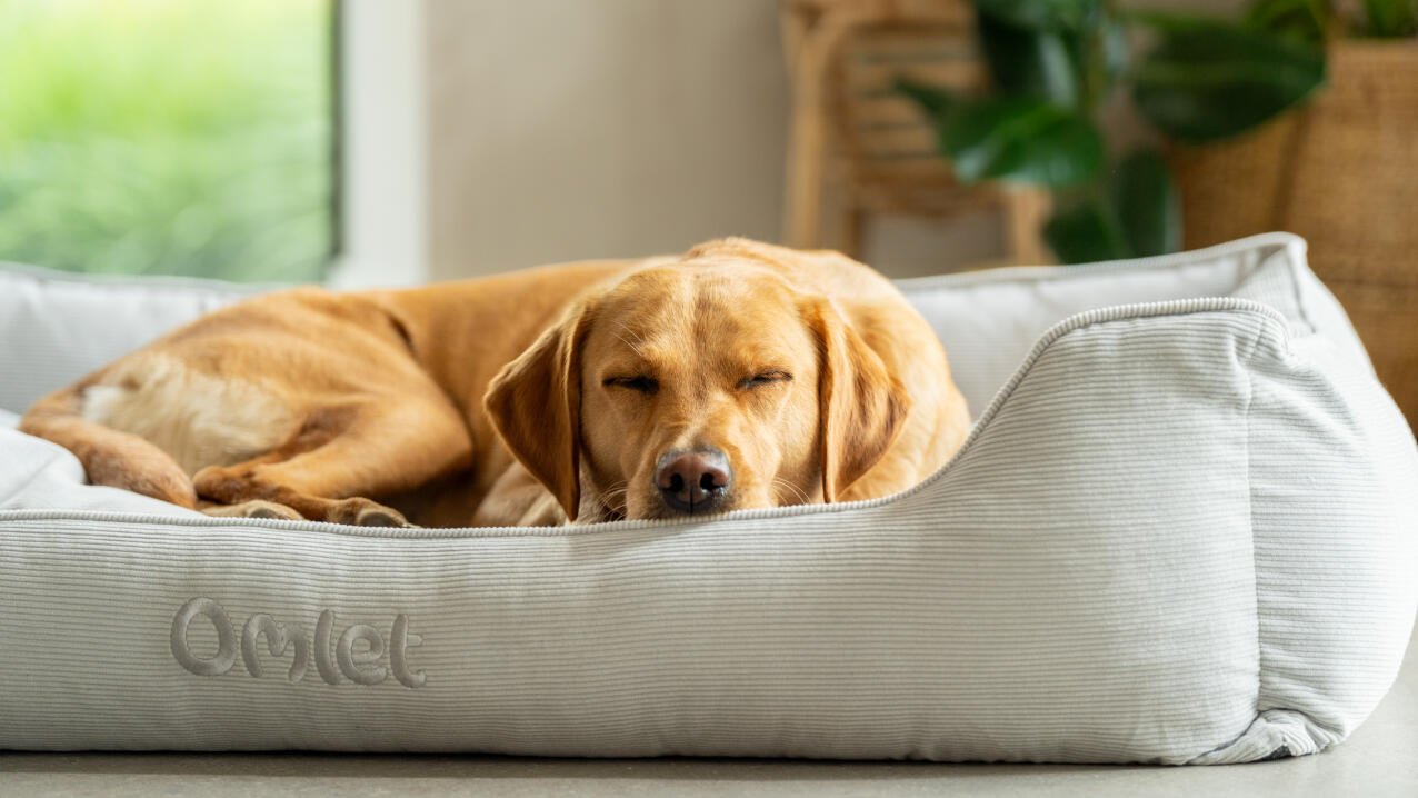 Retriever slaapt in een knus nestbed van koordstof