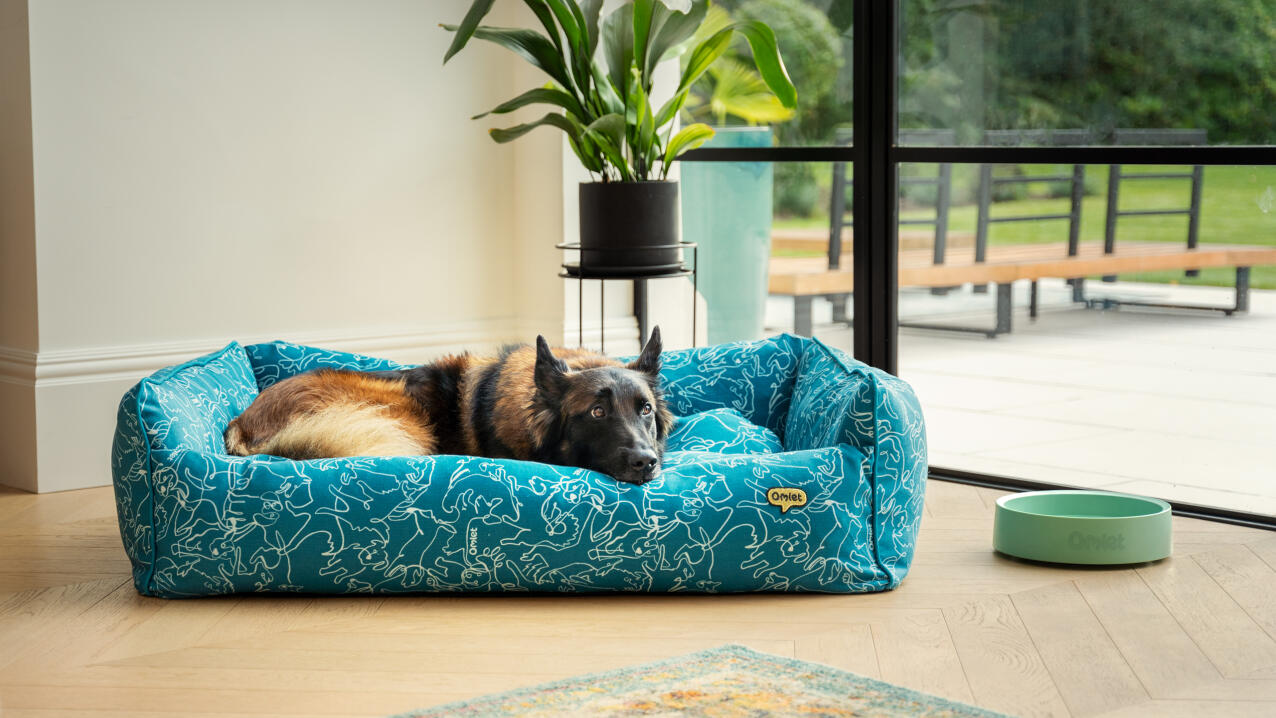 Duitse herder liggend in een blauw nest hondenbed in een moderne leefruimte