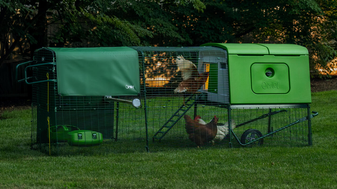 Kippen in een Eglu Cube kippenhok met ren in een tuin