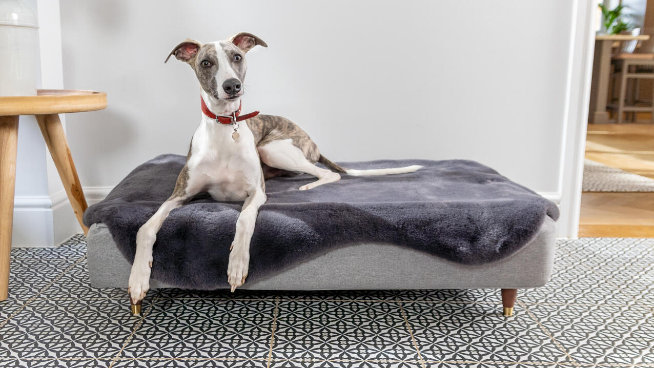 Windhond liggend op een groot Topology hondenbed met grijze schapenvacht topper
