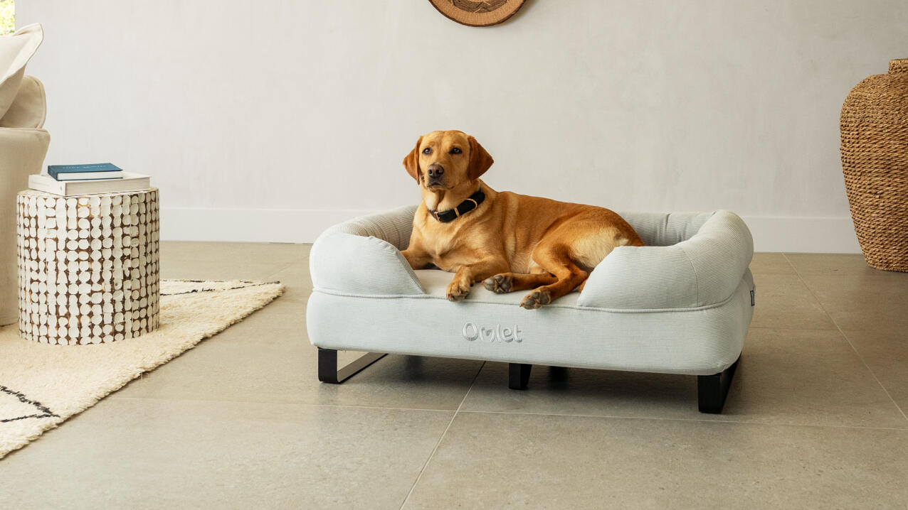 Labrador relaxend op bolster hondenbed met zwarte metalen railvoeten en corduroy kiezelhoes.