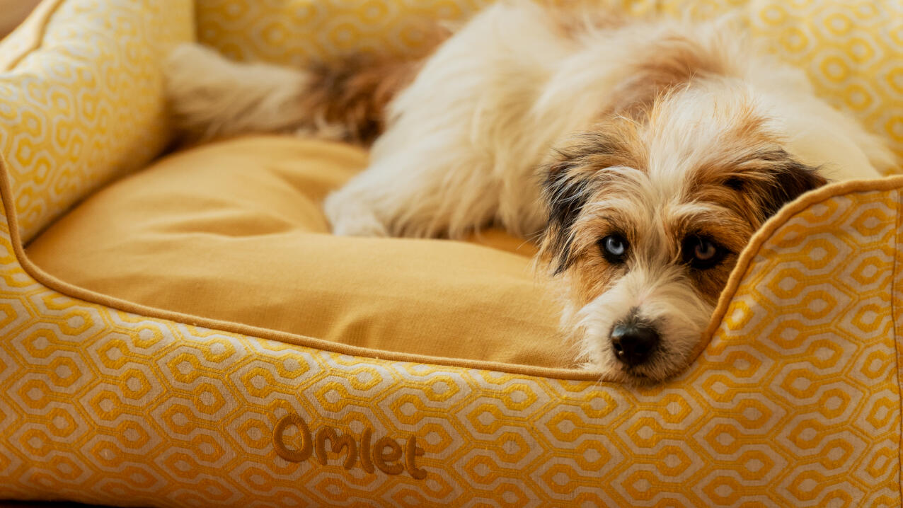 Scruffy terrier liggend in een geel nestbed