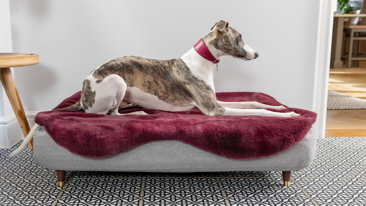Windhond op een Topology hondenbed met een paarse schapenvacht topper