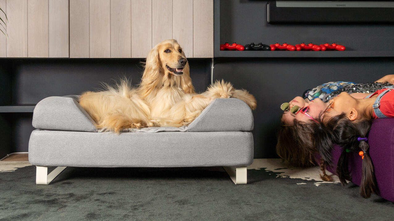 Afghaanse hond op een grijs Topology hondenbed met bolster topper