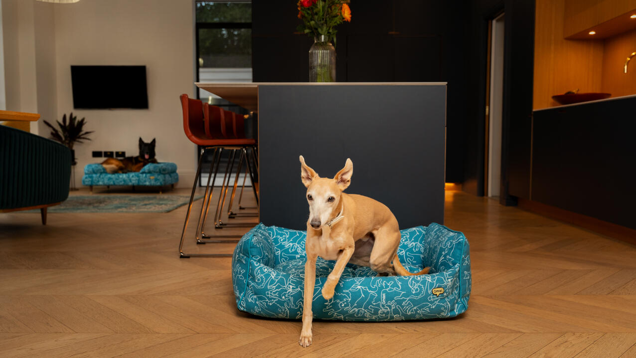 Whippet springt uit een felgekleurd bed in een designkeuken