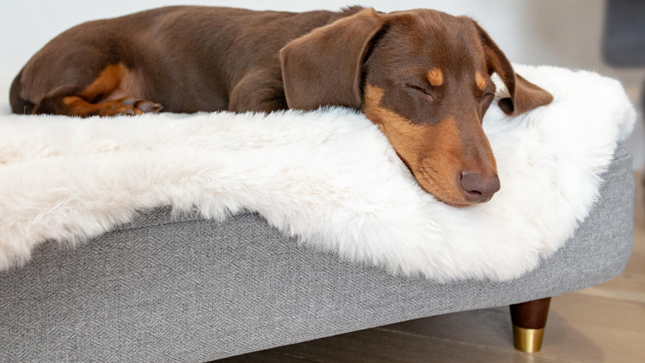 Worstenhond liggend op een bed van Topology met een witte schapenvacht topper