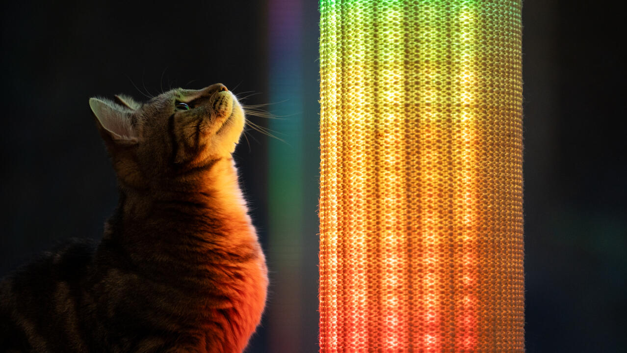Kat kijkt naar regenboogkleurige lichtinstelling op de Switch kattenkrabber