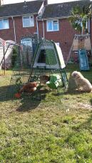 Penny the Border Terrier bewaakt haar nieuwe kippen!