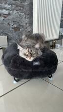 Een maine coon kat in een donutvormig bed