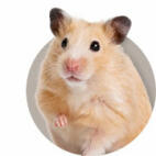 Hamstergids