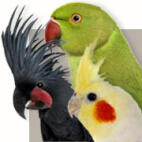 Papegaaiachtigen