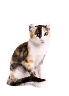 American Curl (Shorthair)