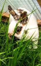 Sniffles houdt van gras!