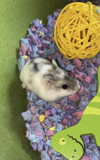 Onze hamster 'Cutie' genoemd door mijn 2-jarige!