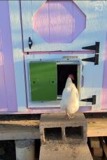 Een kip Goin haar hok door een groene automatische hokdeur