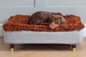 Teckel slapend op Topology hondenbed met microvezel topper en houten koperen afdekpootjes