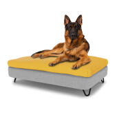 Hond zittend op een groot Topology hondenbed met zitzak topper en zwarte metalen haarspeld voeten