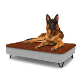 Hond zittend op een groot Topology hondenbed met microvezel topper en zwarte metalen haarspeld voeten