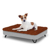 Hond zittend op een klein Topology hondenbed met microvezel topper en zwarte metalen haarspeld voetjes