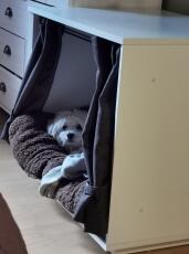 Hond slaapt in Fido Nook hondenkrat meubilair