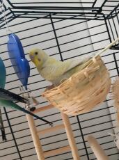Papegaaienvogel in een geweven mand in een vogelkooi