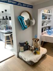 Een hond omringd door verjaardagscadeaus, op zijn nieuwe grijze bed