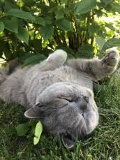 Kat ligt in gras