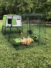 Een groot groen Eglu Cube kippenhok met een ren en veel bruine kippen erin