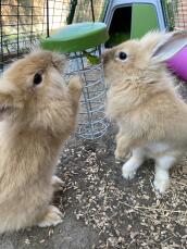 Twee konijnen Discovering hun traktatie houder