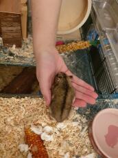 Een hamster die uit zijn kooi op zijn eigenaars hand loopt