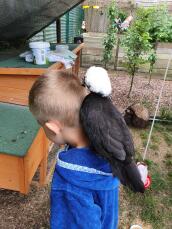 Kip zittend op de rug van de jongen