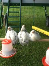 Kippen op Omlet universele kippenpoot in ren van Eglu Cube groot kippenhok