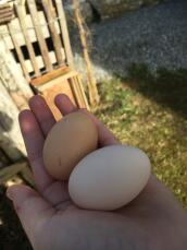 Twee grote eieren in de hand van een vrouw in een tuin