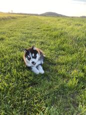 Husky op gras kauwend op een stokje op een zonnige dag