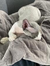 Een grijs katje geniet van zijn deken