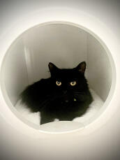 Een zwarte kat rustend in zijn kleine huisje