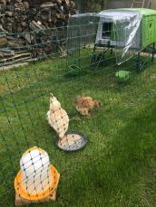 Kippen achter kippenhekwerk met een groot groen Cube kippenhok