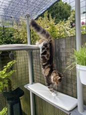 Een kat die gebruik maakt van zijn buitenkattenboom