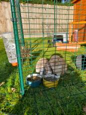 Twee konijnen eten in hun leefruimte