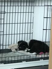 Een zwart-witte hond die in een krat slaapt