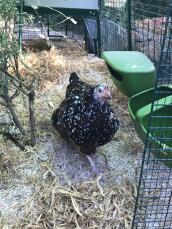 De kippen rennen graag dwars door hun tuin met een nieuwe achterdeur onder hun huis 