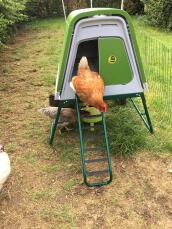 Een oranje kip die de ladder van een groene Go afklimt