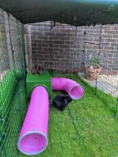 Onze konijnen leven de schuilplaats en spelen tunnels. zowel binnen als op de top! ?