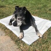 Hond liggend op Omlet verkoelende hondenmat
