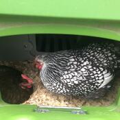 Kippen binnen in groen Eglu Cube groot kippenhok