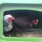 Kippen kijken rond in een nestkast