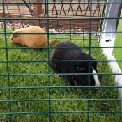 Sooty & brownie in hun 2m ren