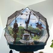 De Omlet Geo vogelkooi in een prachtig design huis.