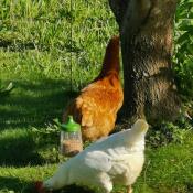 Kippen en Omlet pik speelGoed