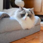 Kat op kat traagschuim bolster bed